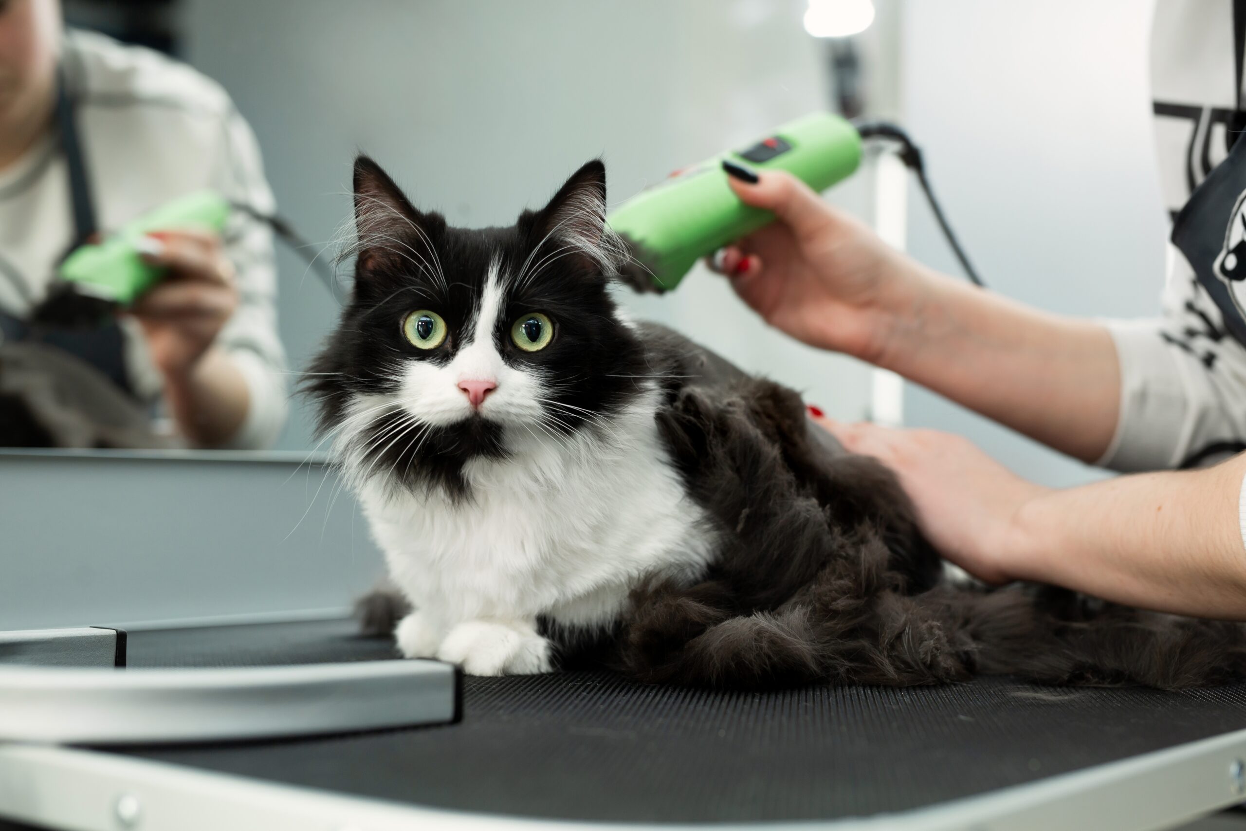 Pet Groomers Insurance